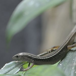 New species in the Monsoon Forest