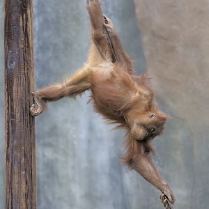 Stunt orang in training
