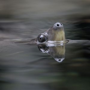 Painted batagur female