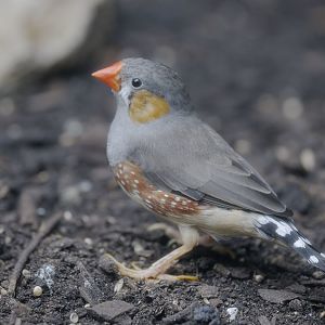 Timor zebra finch