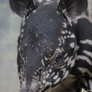 Malayan tapir infant