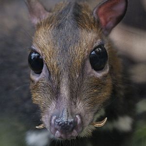 Philippine chevrotain