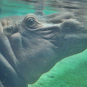 Jul. 2016 - Africa - Hippo Cove - Bibi