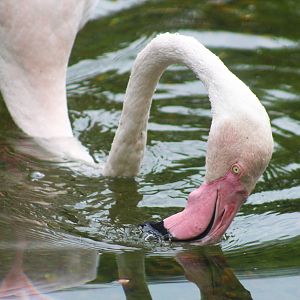 Jul. 2016 - Africa - Greater Flamingo