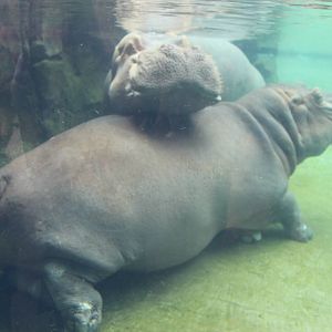 Jul. 2016 - Africa - Hippo Cove - Henry and Bibi
