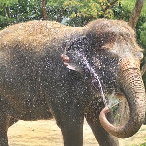 Jul. 2016 - Elephant Reserve - Jati