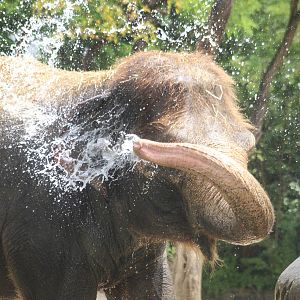 Jul. 2016 - Elephant Reserve - Jati