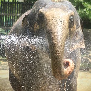 Jul. 2016 - Elephant Reserve - Mai Thai