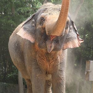 Jul. 2016 - Elephant Reserve - Schottzie