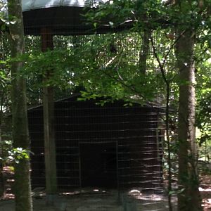 Old Gibbon Exhibit