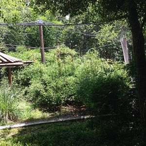 New Gibbon Exhibit (Photo 1)