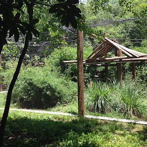 New Gibbon Exhibit (Photo 2)