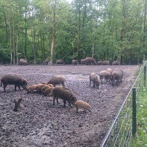 Wild boar enclosure
