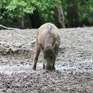 Young Wild boar
