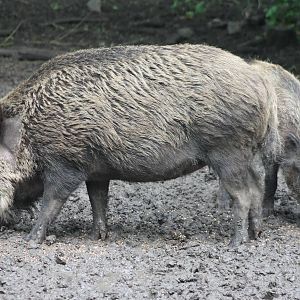 Pair of Wild boars