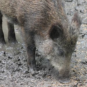 Wild boar