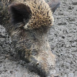 Wild boar