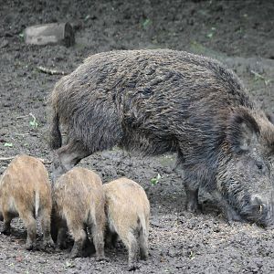 Wild boar with young