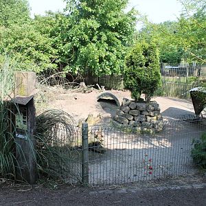 Enclosure Patagonian cavy