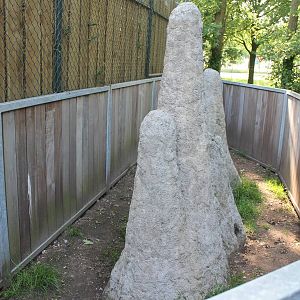 Enclosure Dwarf mongoose