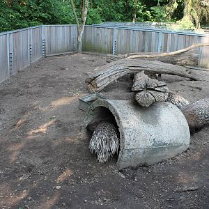 Porcupine and Yellow mongoose enclosure
