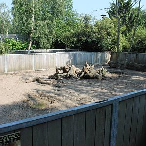 Red river hog enclosure