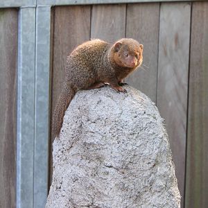 Dwarf mongoose