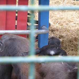 Baby gorilla with mother Sanki