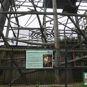 White-naped mangabeys