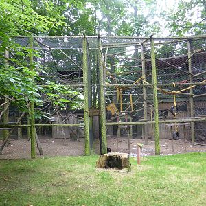 Moloch gibbon v Lion-tailed macaques