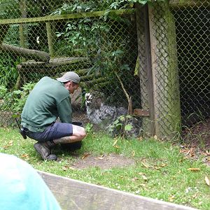 Snow leopard feeding