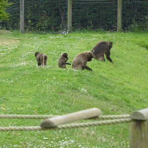 Grazing geladas