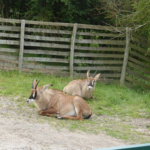 Roan antelope in African Experience