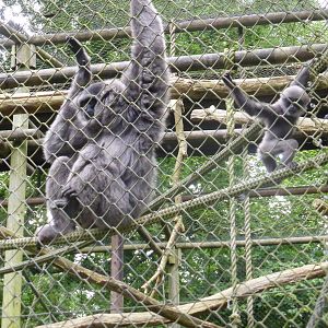 Baby Moloch gibbon with mother