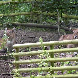 Defassa waterbuck