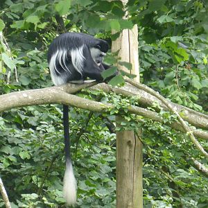 Colobus in the trees