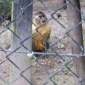 Golden-bellied mangabey