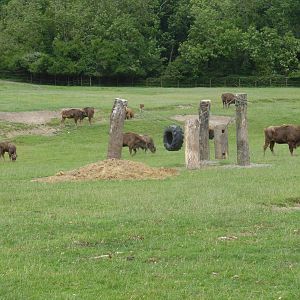 European bison herd