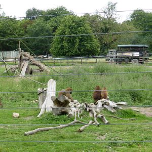 Guinea baboons