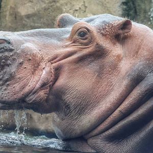 Jul. 2016 - Africa - Hippo Cove - Henry