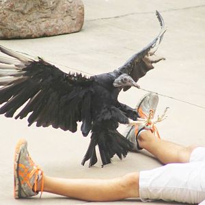 Jul. 2016 - Wings of Wonder - Black Vulture