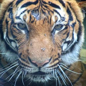 Jul. 2016 - Cat Canyon - Jalil (New Malayan Tiger Male)