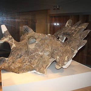 Royal Tyrrell Museum - Regaliceratops Peterhewsi Skull
