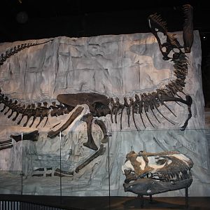Royal Tyrrell Museum - Foundations Gallery (Gorgosaurus)