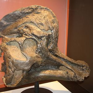 Royal Tyrrell Museum - Brachylophosaurus Skull