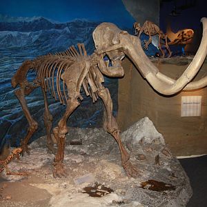 Royal Tyrrell Museum - Ice Age Gallery
