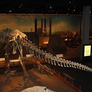 Royal Tyrrell Museum - Dinosaur Hall