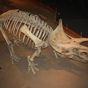 Royal Tyrrell Museum - Dinosaur Hall