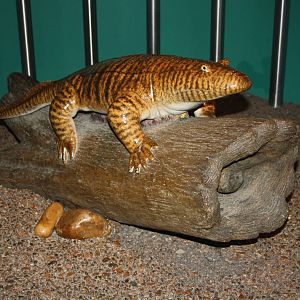 Royal Tyrrell Museum - Ichthyostega