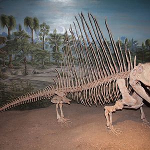 Royal Tyrrell Museum - Permian Gallery (Dimetrodon)
